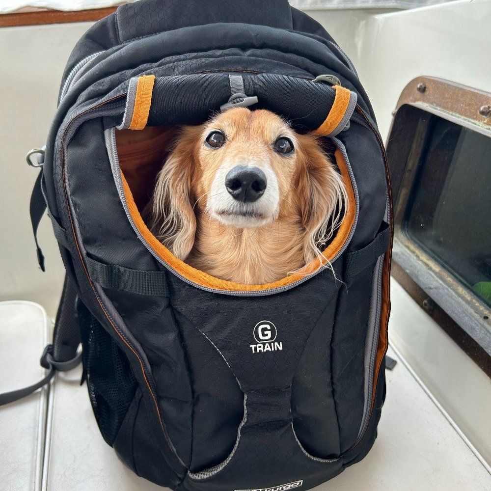 Kurgo G-Train - Dog Carrier Backpack for Small Pets